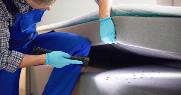 Wasp Removal Services in Raynham Center, MA