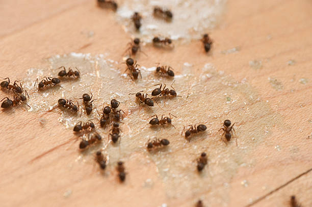 Raynham Center, MA Pest Control Company