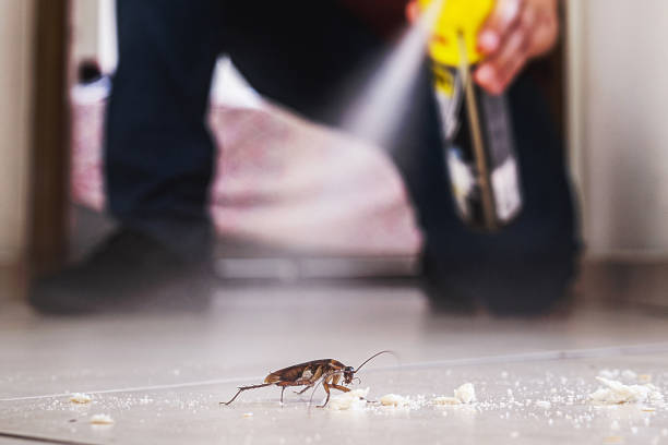 Best Wasp Removal Services  in Raynham Center, MA