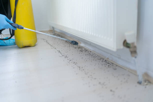 Best Bed Bug Extermination  in Raynham Center, MA